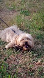 Dog relaxing on field