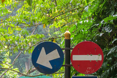 Pole with signs against tree branches