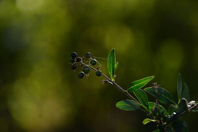 Close-up of plant