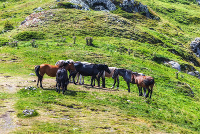 Horses in a field