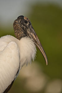 Close-up of a bird