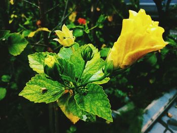 Close-up of yellow flower