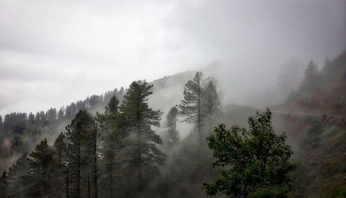 Trees on mountain on during foggy weather against sky