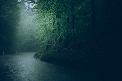 Road amidst trees in forest