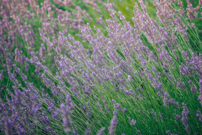 Close-up of purple flowering plants on field