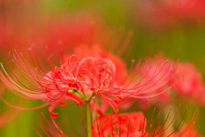 Close-up of red flowering plant