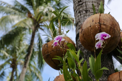 Close-up of flowers blooming on tree