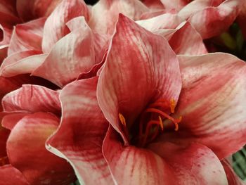 Close-up of pink rose