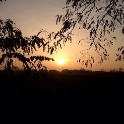 Silhouette of trees on landscape at sunset