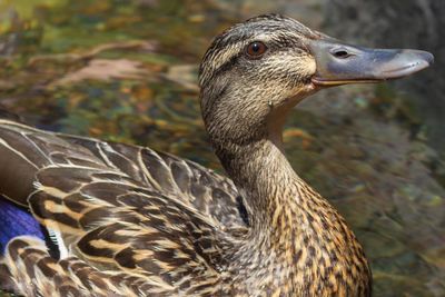 Close-up of a duck