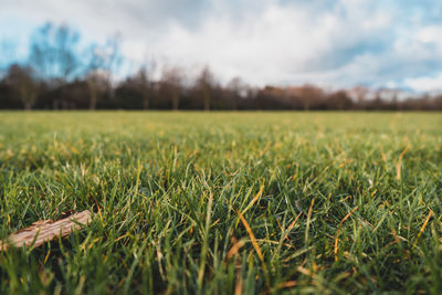 Surface level of grass against sky