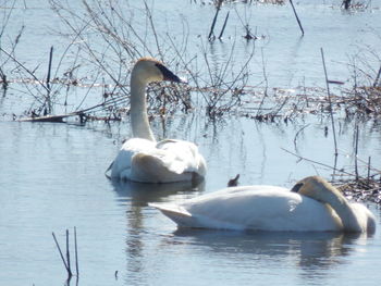 Swan floating on lake