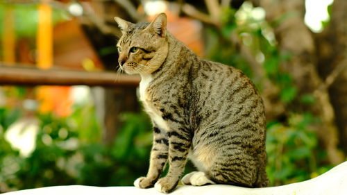 Portrait of a cat looking away