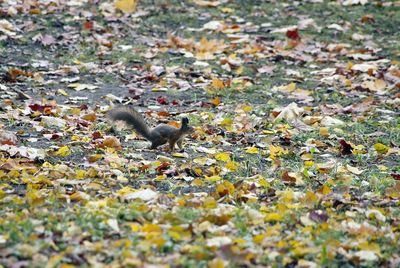 Close-up of birds on autumn leaves