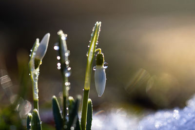 A close up of snowdrop flower galanthus nivalis with sunlight 