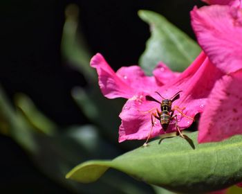 Close-up of insect on pink flower