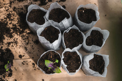 High angle view of potted plants on table