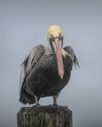 Close-up of bird perching on wooden post against sky