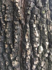 Full frame shot of tree trunk