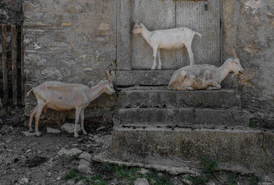 Goats catching shadow of the farm's wall