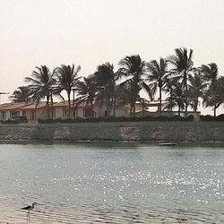 Palm trees on swimming pool