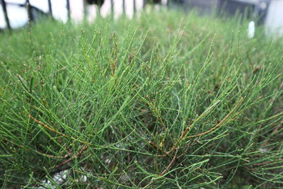 Close-up of wet grass on field