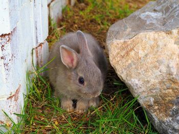 Close-up of an animal