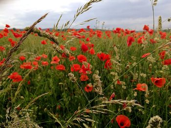 Close-up of red poppy flowers blooming on field