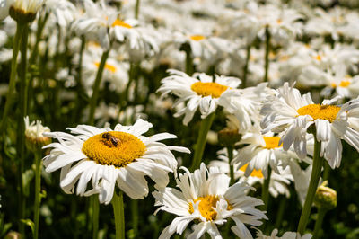 Close-up of white daisy flowers