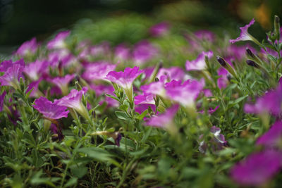 Close-up of pink flowering plants on field