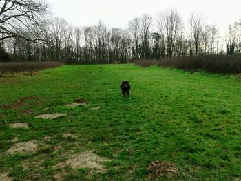 Dog standing on grassy field