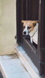 Portrait of dog looking away