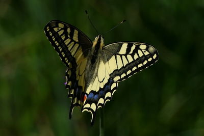 Butterfly pollinating flower