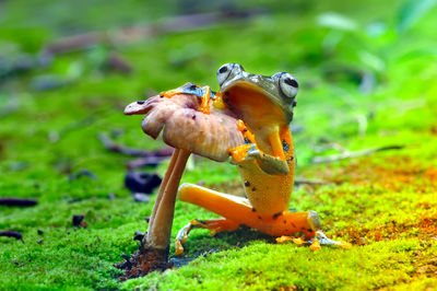 The frog is leaning on the mushroom