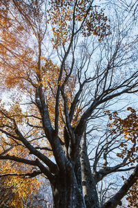 Low angle view of tree against sky during autumn