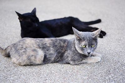 Close-up of cat sitting outdoors