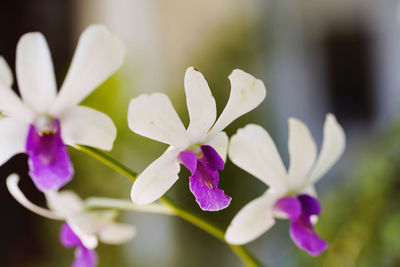 Close-up of purple flowering plant