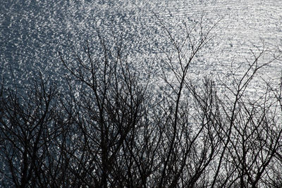 Full frame shot of bare trees during winter