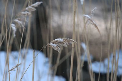 Close-up of grass on snow covered field