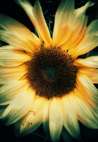 Close-up of yellow flower