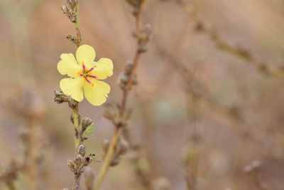 Close-up of yellow flowers