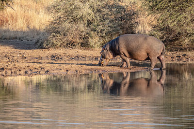 View of horse drinking water