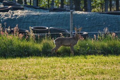 Deer in a field