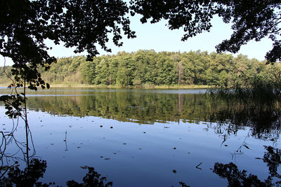 Reflection of trees in lake