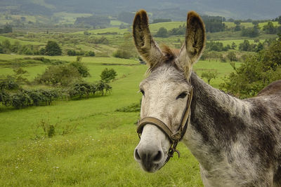 Close-up of horse on field against sky