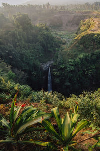 Scenic view of forest