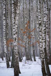 Trees in forest during winter