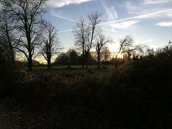 Close-up of trees against sky at sunset