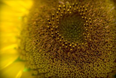 Close-up of yellow flowering plant