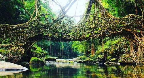 Reflection of trees in river